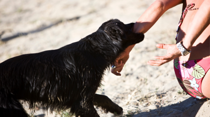 Health Risks Associated With Untreated Dog Bites